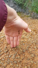 Genoplesium pumilum