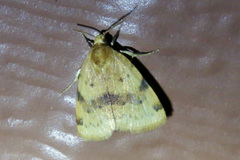 Azenia obtusa