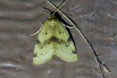 Azenia obtusa