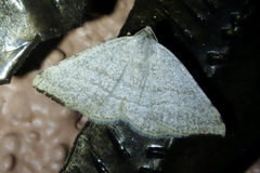 Taeniogramma octolineata