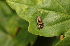 Harmonia axyridis