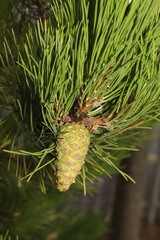Pinus nigra