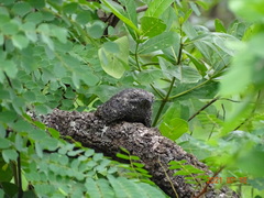 Caprimulgus tristigma