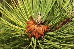 Pinus nigra