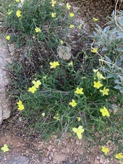 Haplophyton crooksii