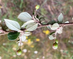 Cotoneaster dielsianus