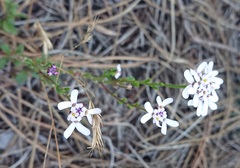 Iberis procumbens