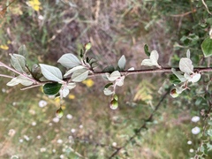 Cotoneaster dielsianus