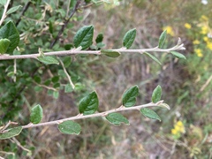 Cotoneaster dielsianus