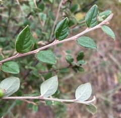 Cotoneaster dielsianus