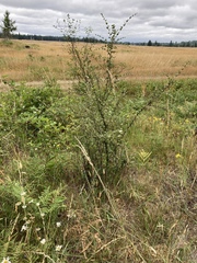 Cotoneaster dielsianus