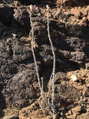 Euryops namibensis