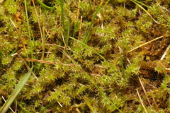 Rhytidiadelphus squarrosus