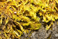 Calliergonella cuspidata