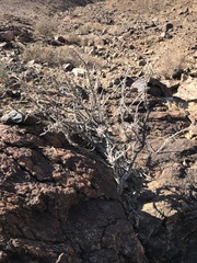 Euryops namibensis