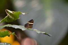 Abisara fylla