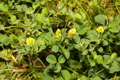 Medicago lupulina