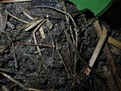 Hymenoscyphus dearnessii