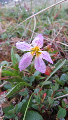 Claytonia acutifolia