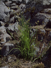 Carex leporinella