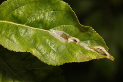 Phyllonorycter leucographella