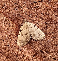 Dyspyralis puncticosta