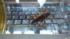 Tarbinskiellus portentosus