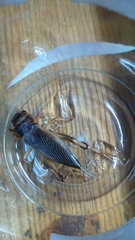 Tarbinskiellus portentosus