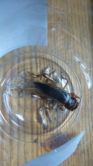 Tarbinskiellus portentosus