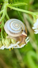 Monacha cartusiana