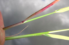 Cenchrus sphacelatus