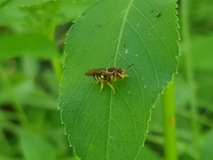 Hypanthidioides insularis