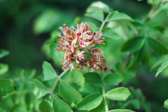 Harrisonia perforata