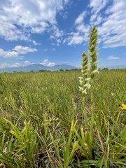 Spiranthes diluvialis