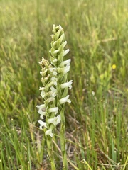 Spiranthes diluvialis