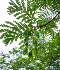 Peltophorum