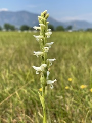 Spiranthes diluvialis