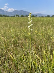 Spiranthes diluvialis