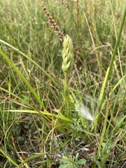 Spiranthes diluvialis