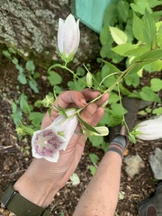 Campanula punctata
