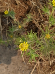 Centromadia fitchii