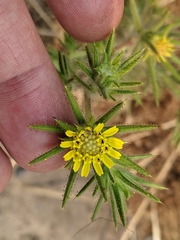 Centromadia fitchii