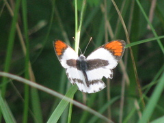 Colotis euippe omphale