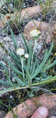 Curio talinoides
