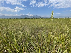 Spiranthes diluvialis