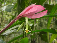 Billbergia distachia