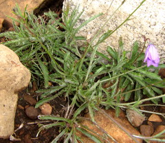 Wahlenbergia krebsii image