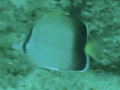 Chaetodon dolosus