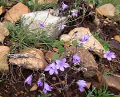 Wahlenbergia krebsii image