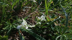 Ornithogalum umbellatum